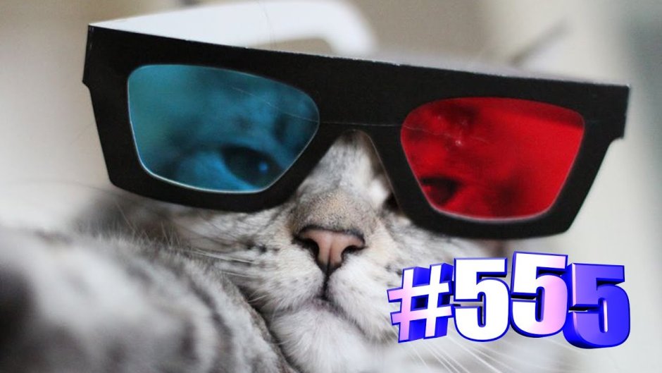 Кот в очках