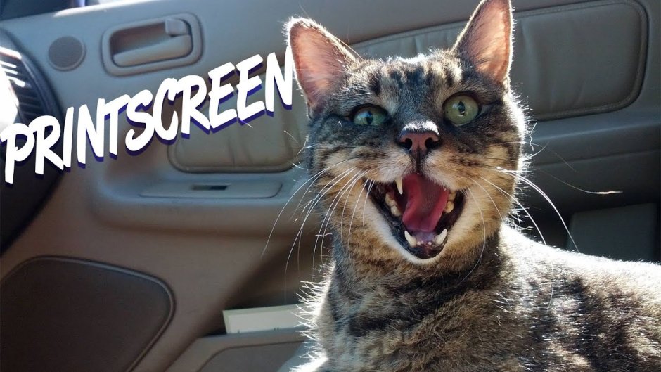 Кот в шоке в машине