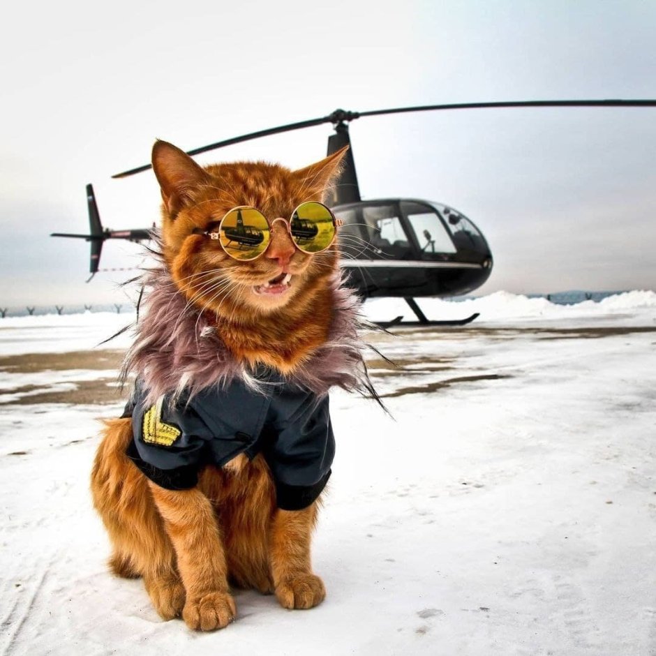 Рыжий кот Симба