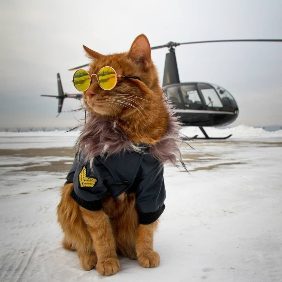 Кот в очках пилота