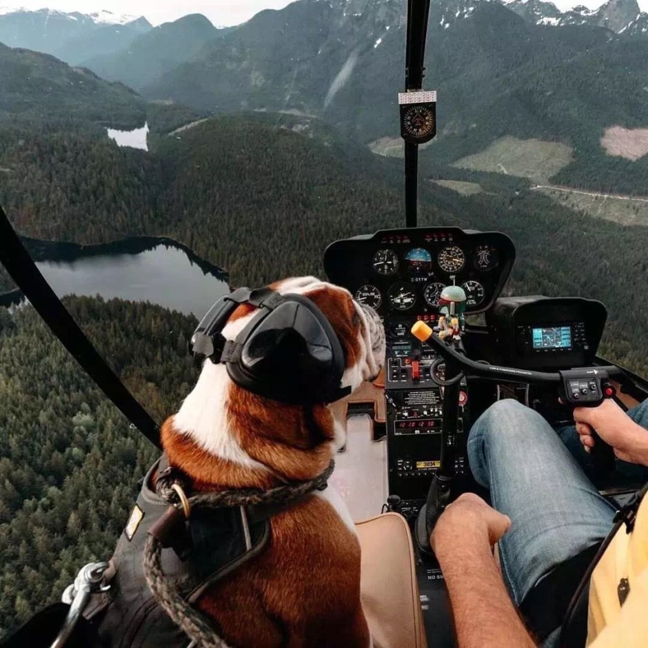 Фотомонтаж собака пилот