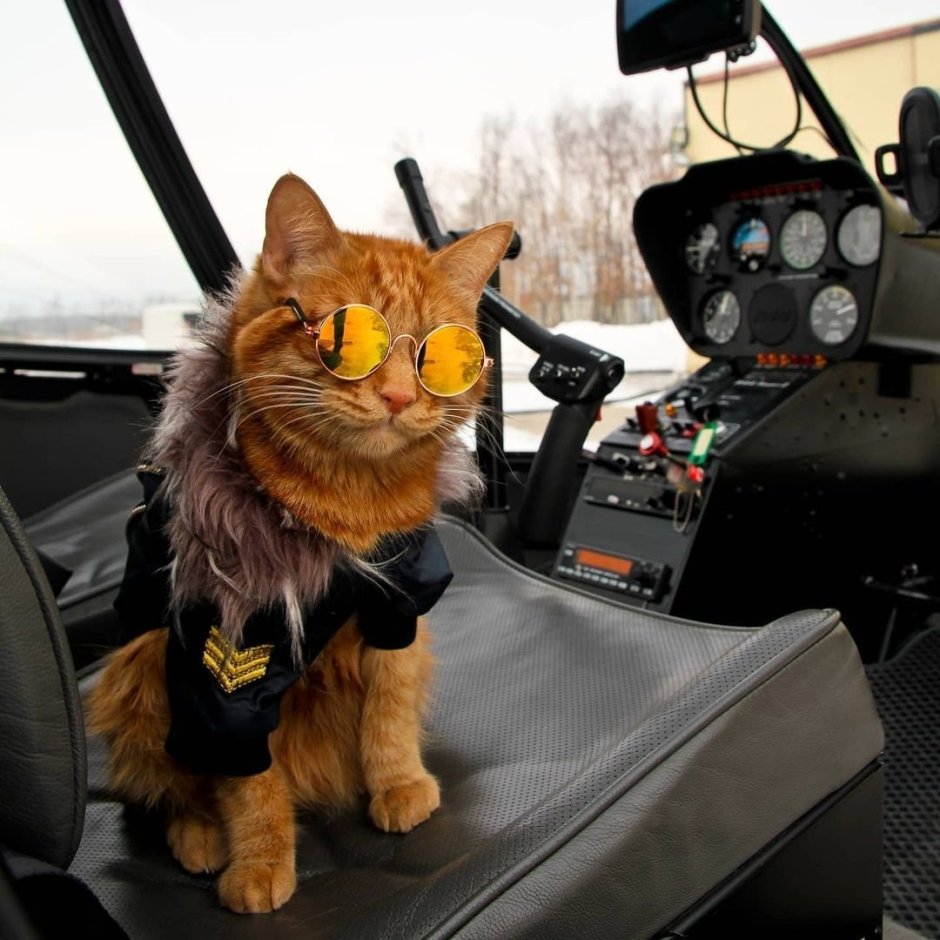 Кот пилот