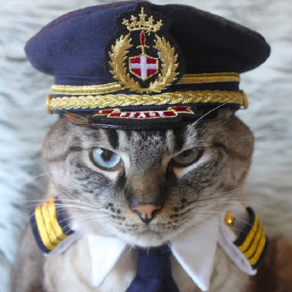 Кот в военной форме