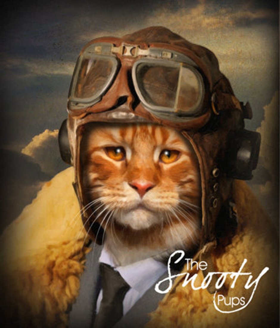 Кот в шлеме летчика