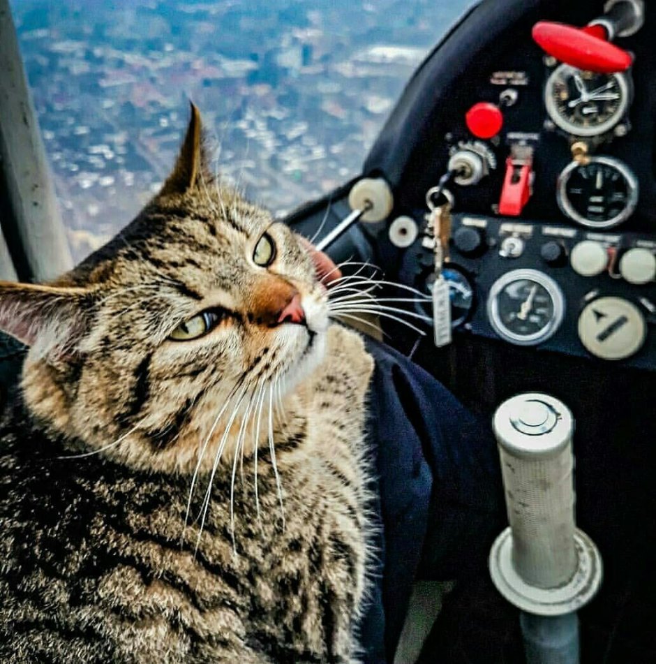 Кот истребитель