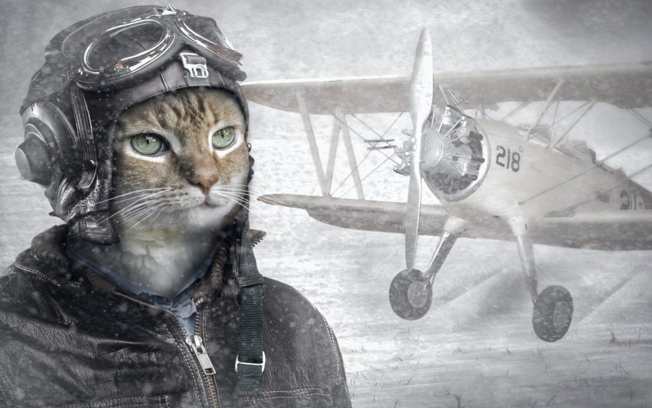 Военные коты