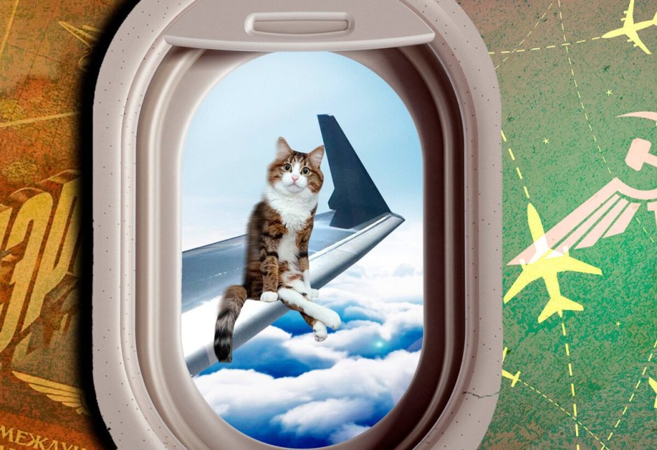 Котики летают в самолете