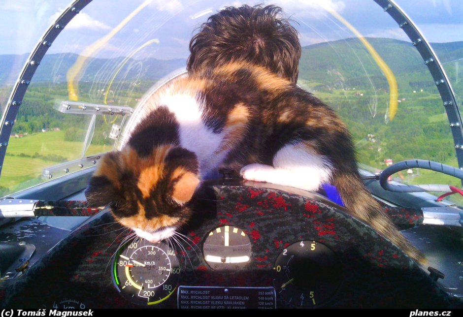 Кот пилот самолета