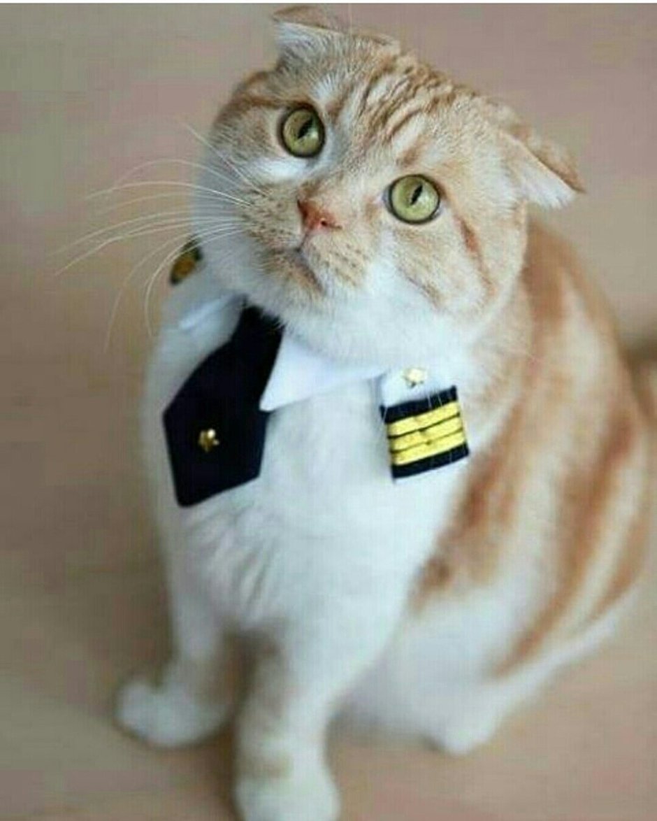 Кот Адмирал