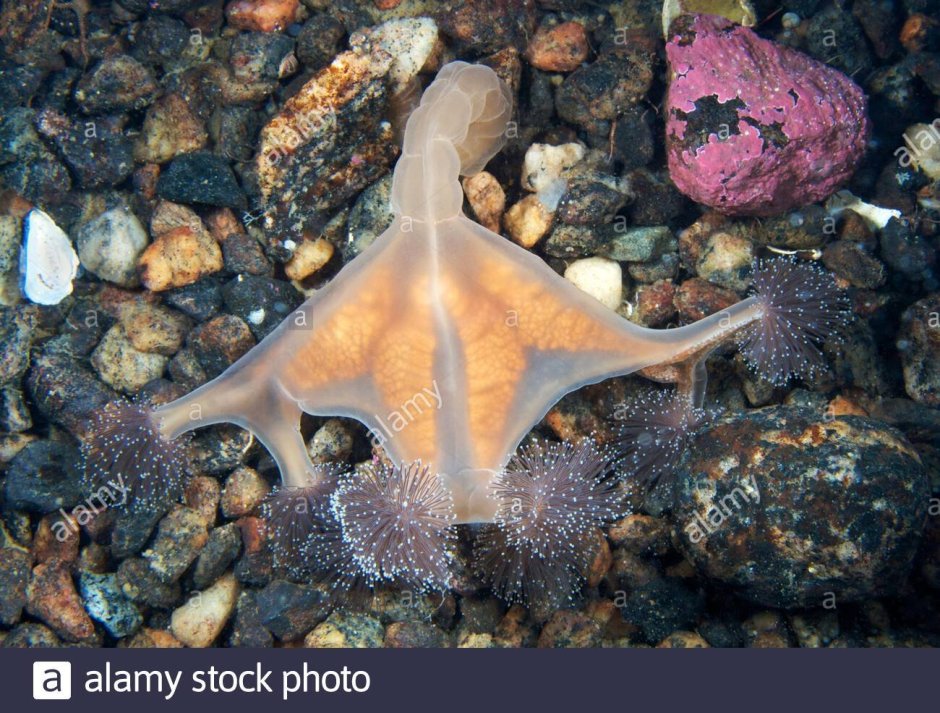 Донные обитатели моря