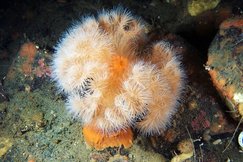 Актинии Баренцева моря