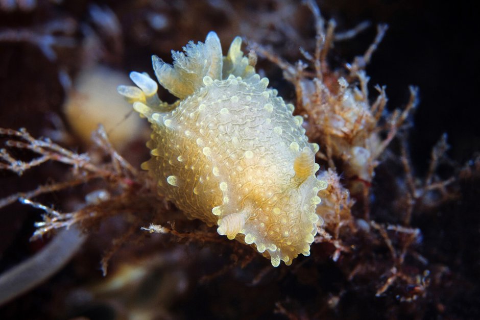 Морской гребешок СЛИЗНЯК