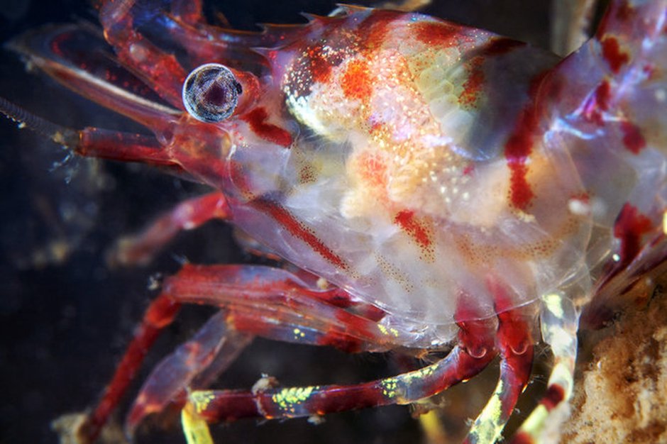 Планктон Баренцева моря