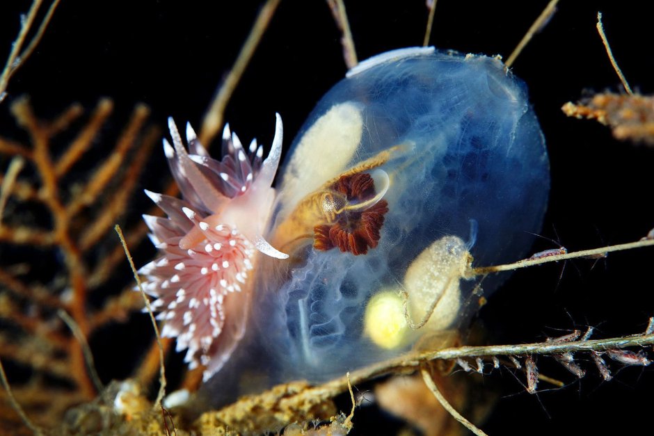 Обитатели белого океана