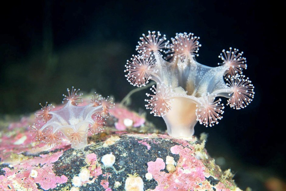 Сидячая медуза люцернария