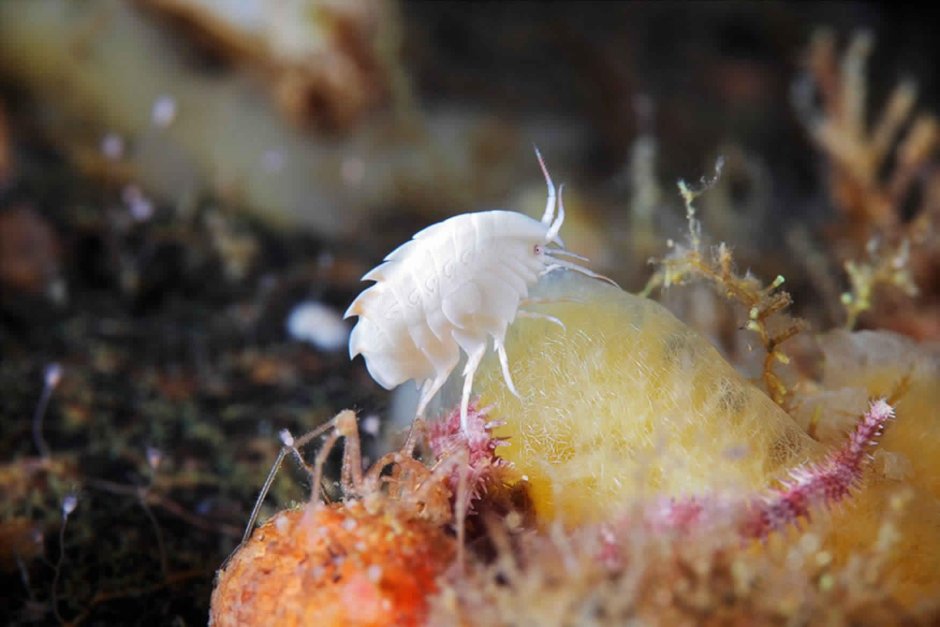 Бокоплав белое море