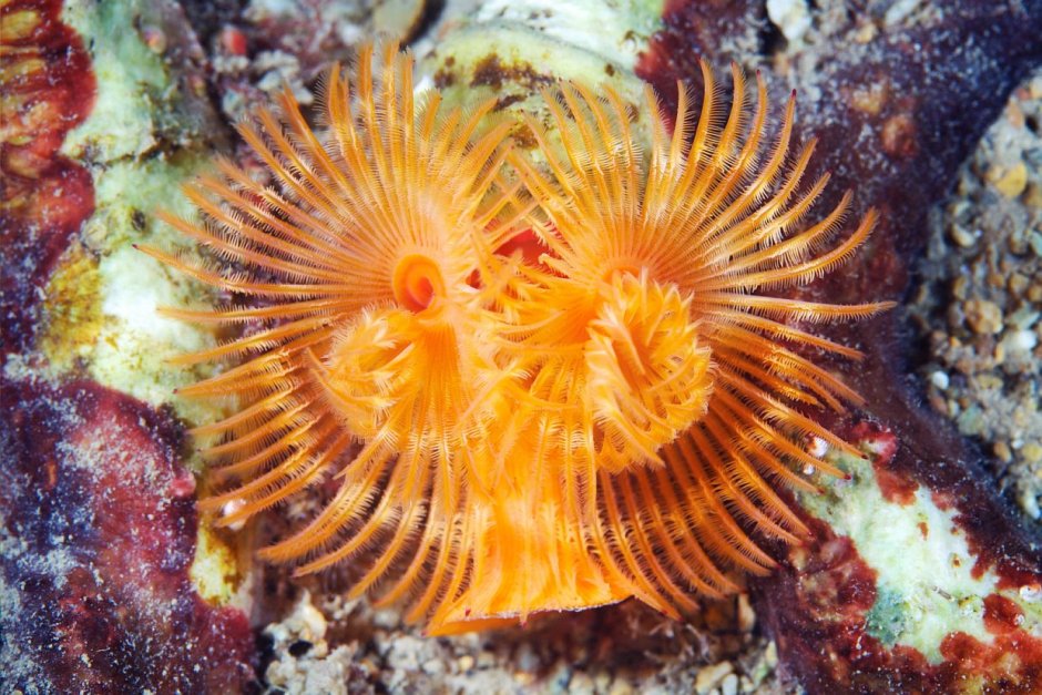 Многощетинковые черви серпула