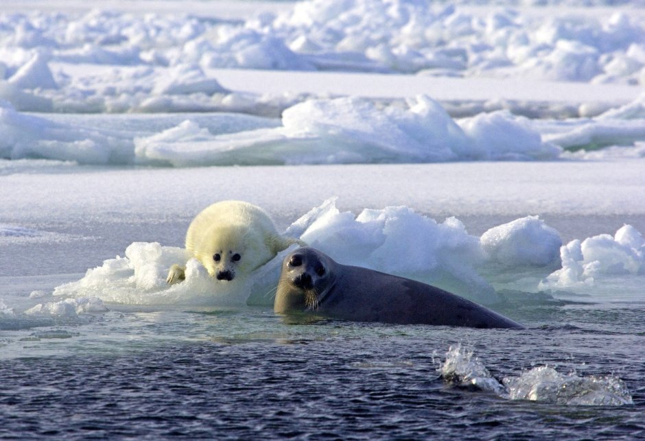 Байкальская Нерпа Белек