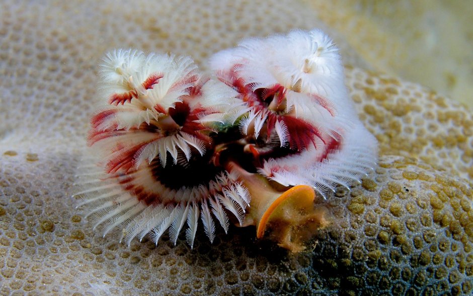 Трубчатый многощетинковый морской червь