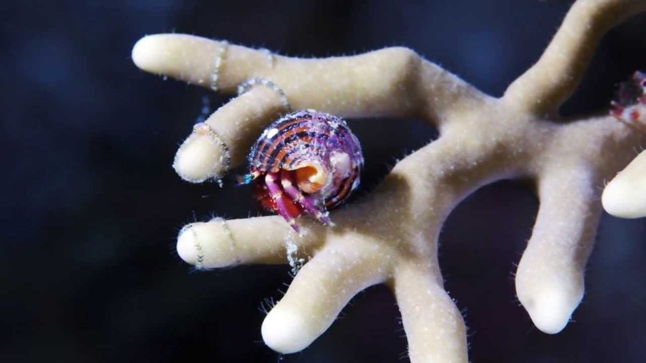 Обитатели белого моря Александр Семенов