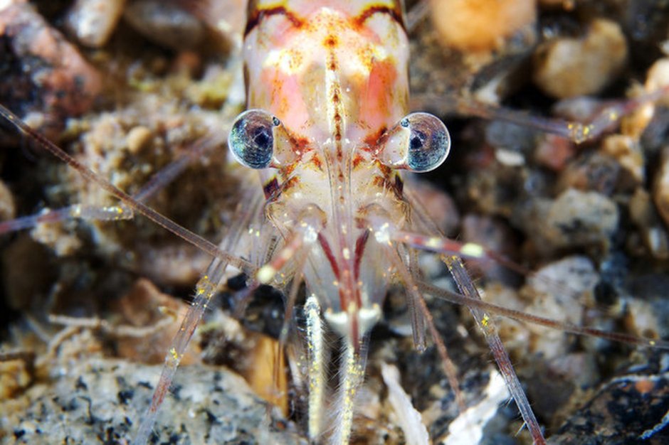 Подводный мир белого моря