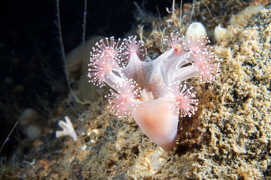 Флора Баренцева моря