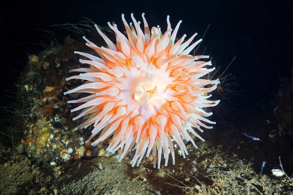 Актиния обыкновенная