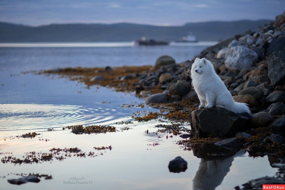 Нерпа Карское море