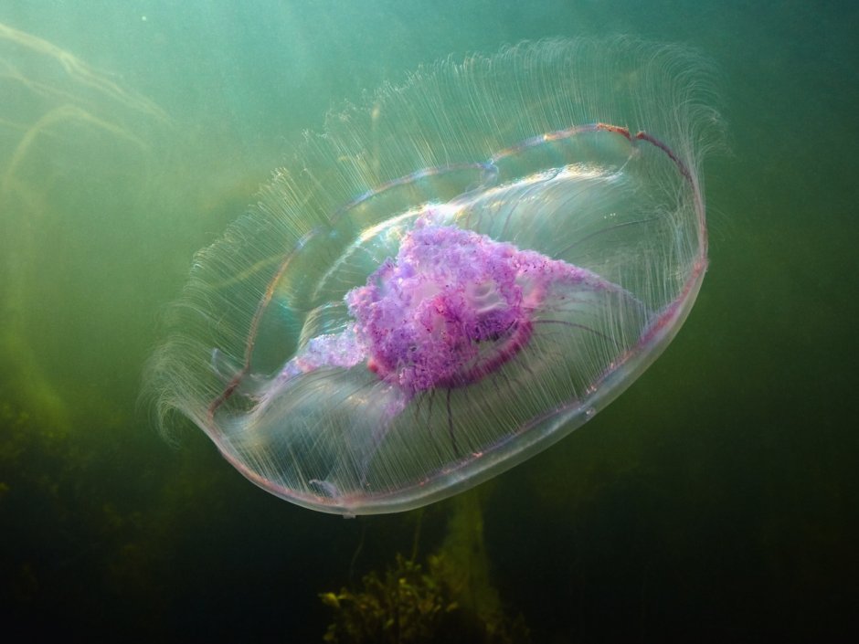 Александр Семенов подводный мир белого моря