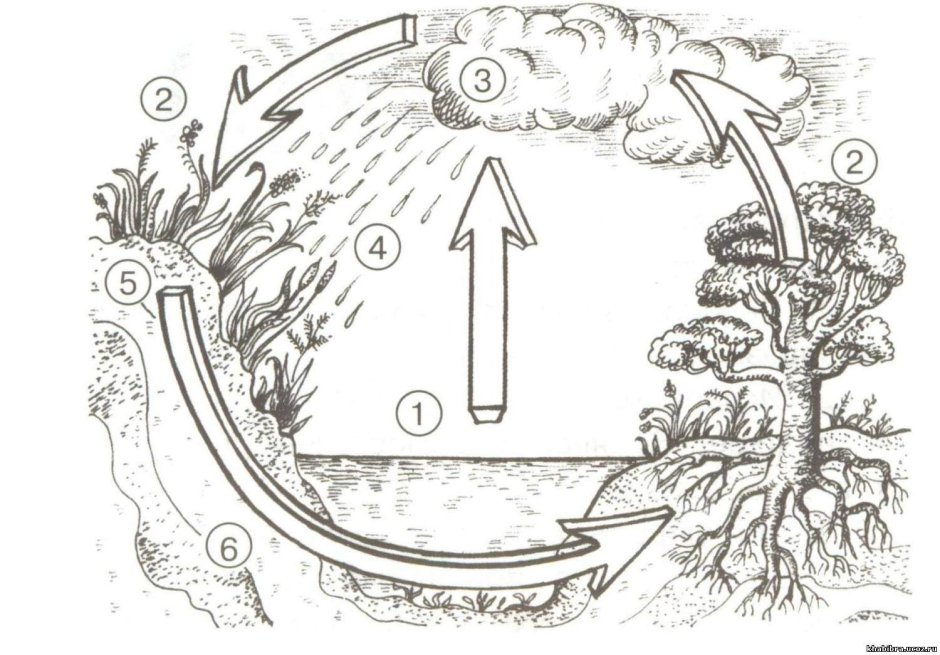 Раскраска круговорот воды в природе