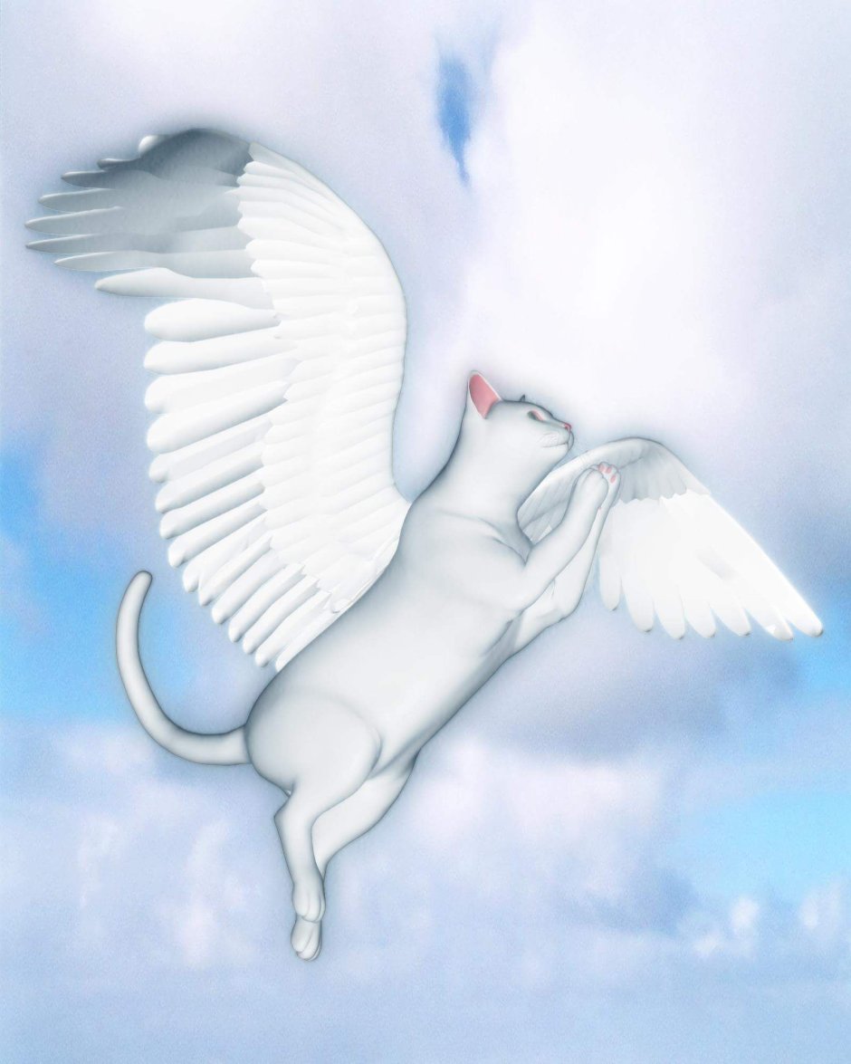 Белая кошка ангел