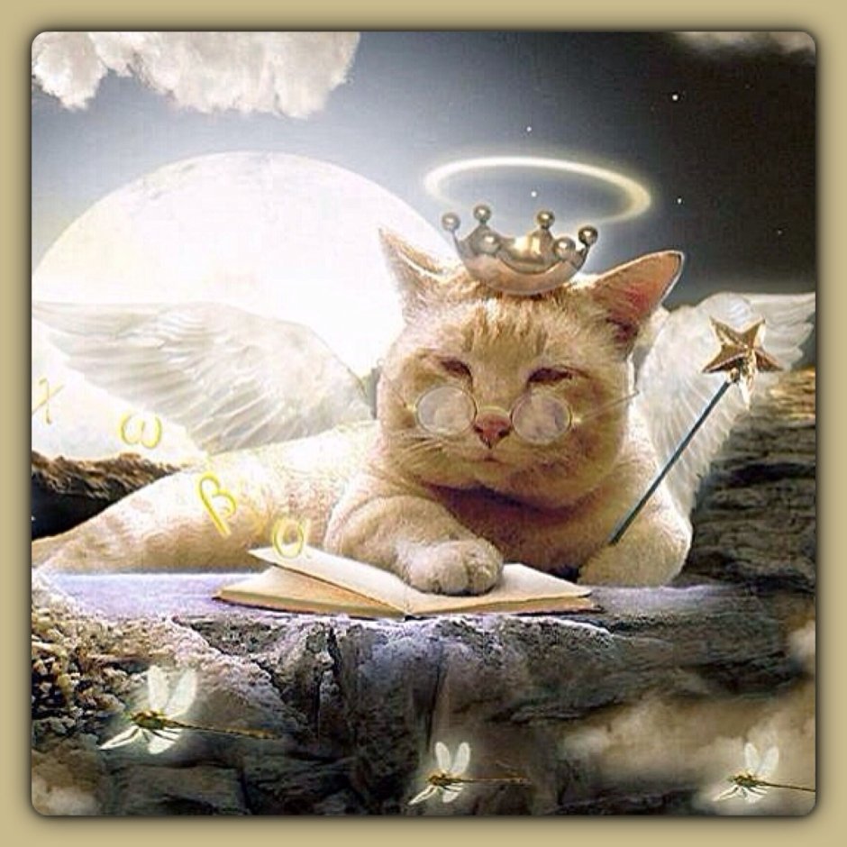 Кот ангел фото