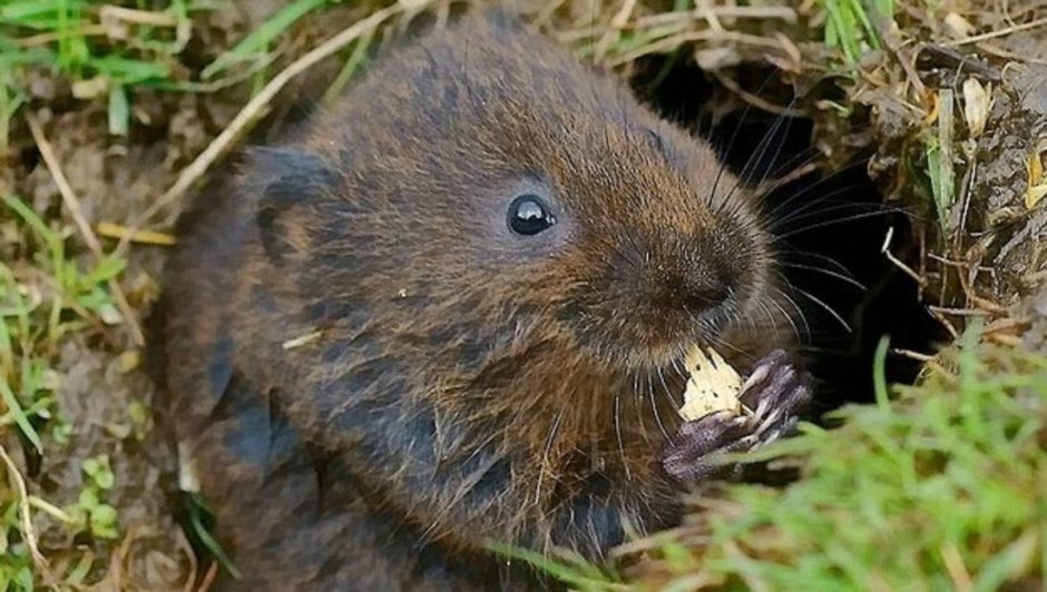 Земляная крыса лемминг