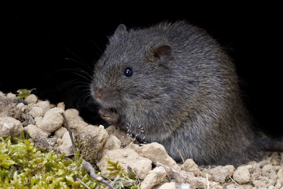 Болотная крыса