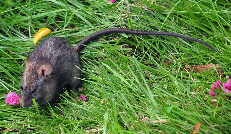 Африканская тростниковая крыса