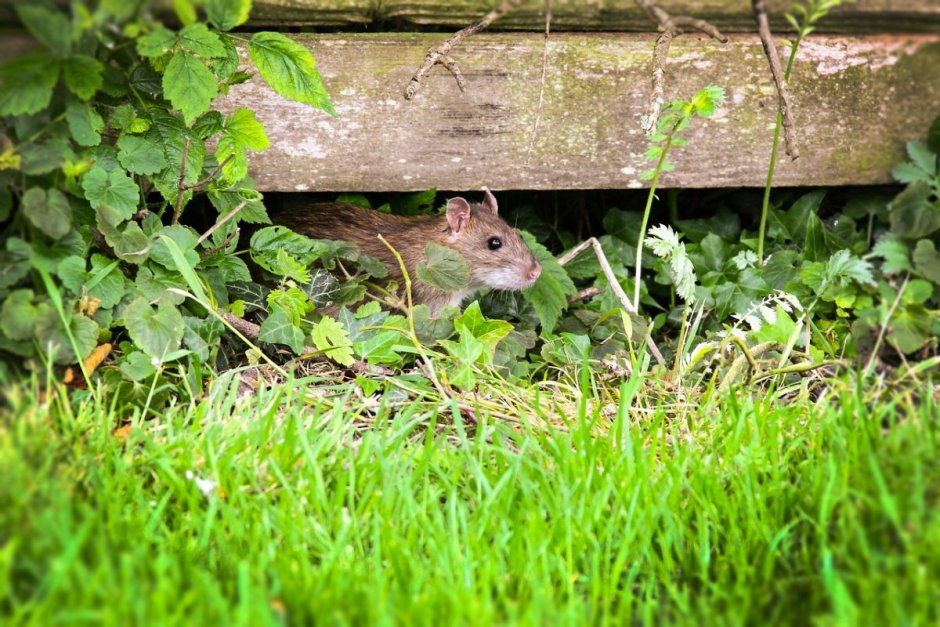 Курганчиковая мышь