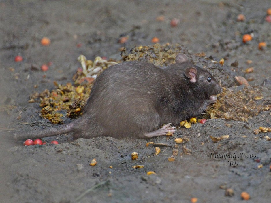 Серая и черная крысы