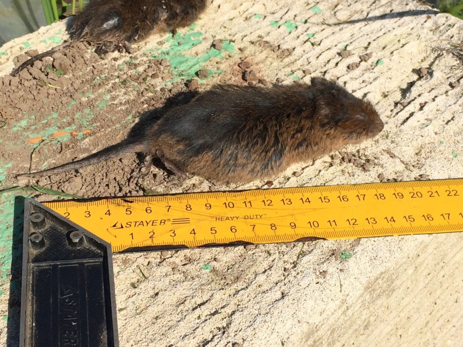 Земляная крыса карбыш