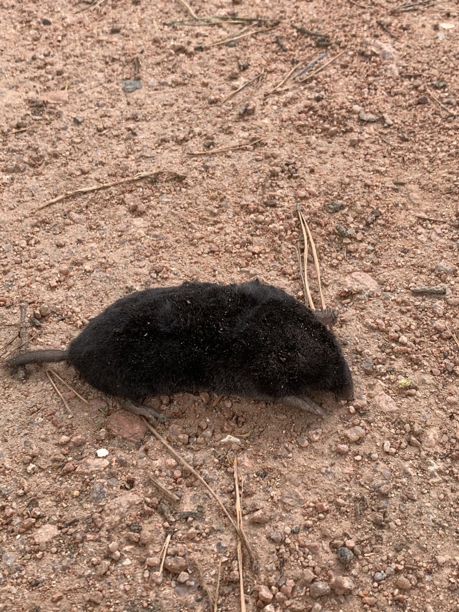 Карбыши Норы