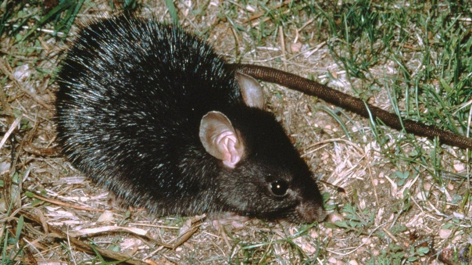 Rattus Rattus чёрная крыса