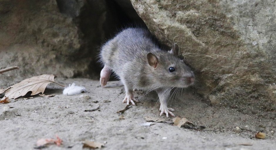 Крыса вельветин фото