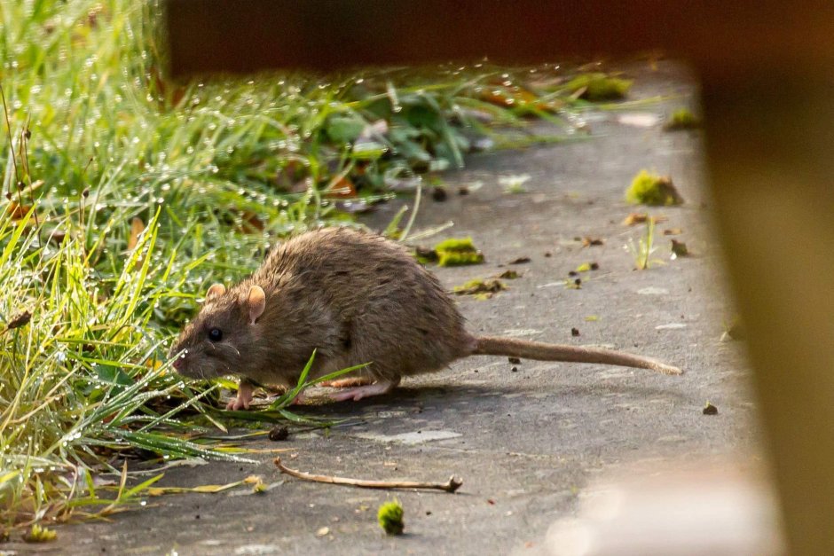 Пальмовая мышь