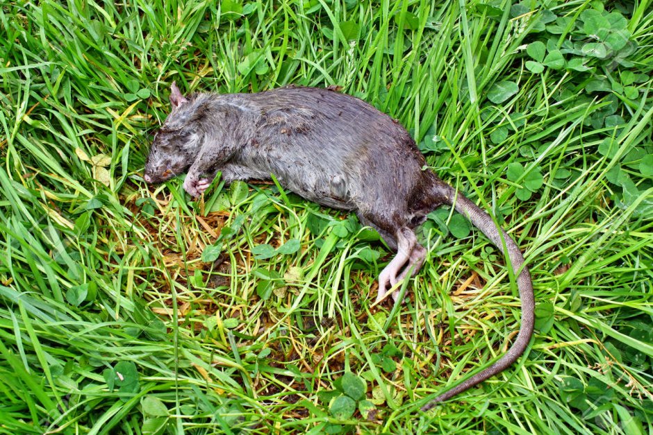 Мертвая крыса вектор