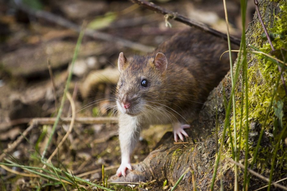 Серая крыса Пасюк