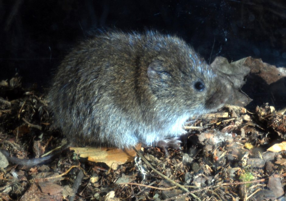 Лемминг голубой