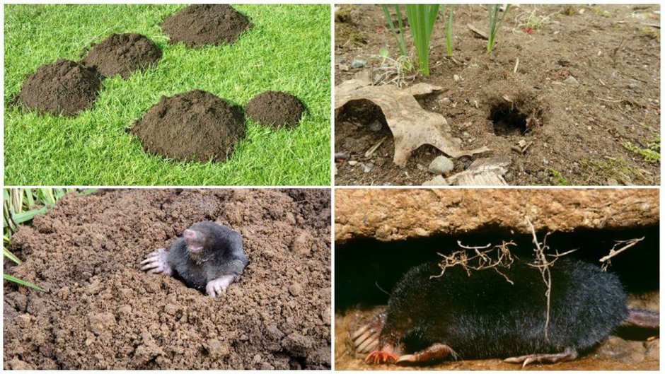 Крот медведка землеройка