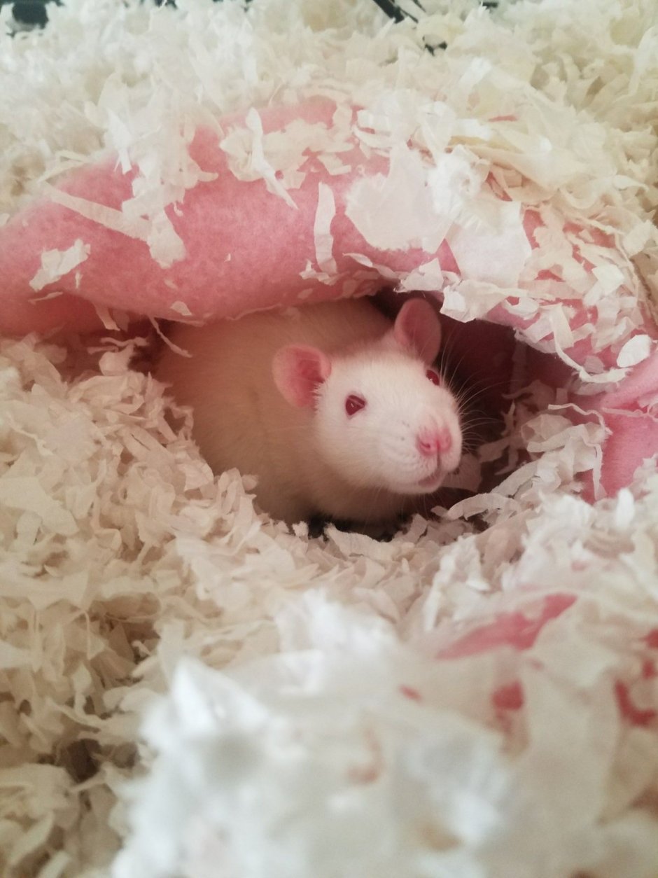 Розовые крысята