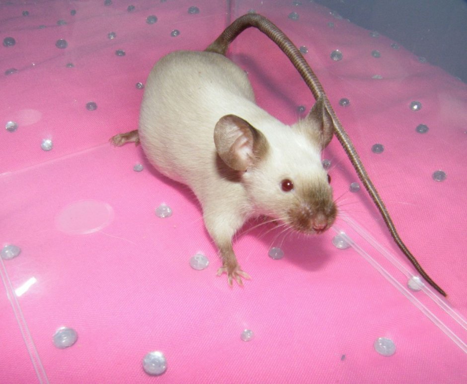 Розовые крысята