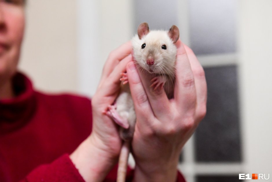 Крыса сиамский близнец