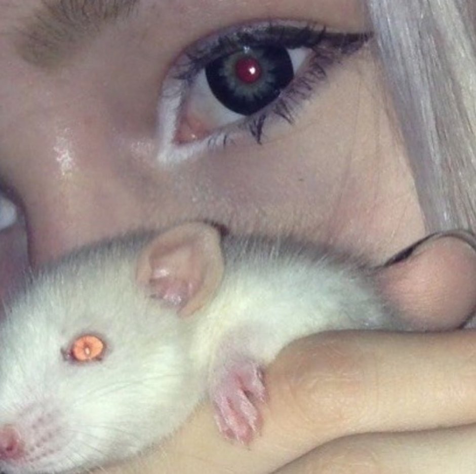 Крысы сохры